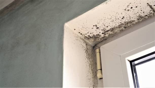 Best Mold Damage Restoration  in Battle Mountain, NV