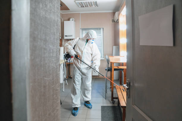 Best Basement Mold Removal  in Battle Mountain, NV