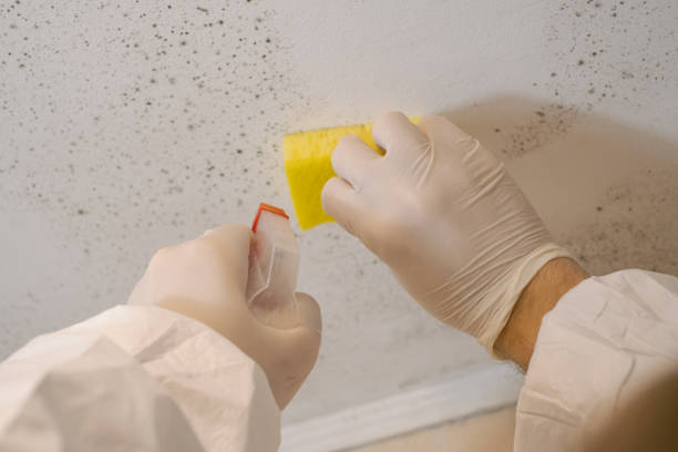 Best Biohazard Mold Removal  in Battle Mountain, NV