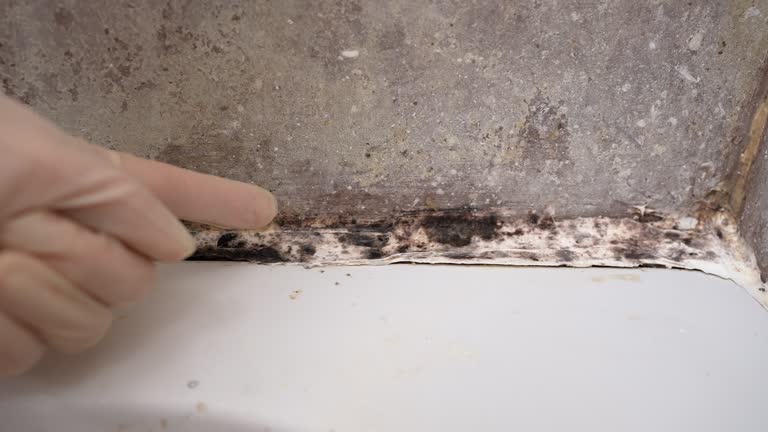 Reliable Battle Mountain, NV Mold Removal Solutions